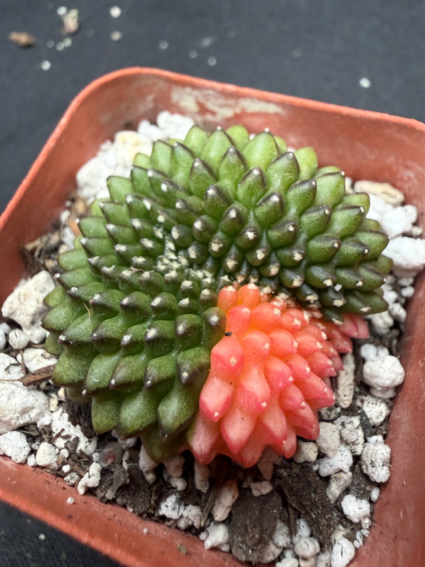 Gymnocalycium variegated inermis crest 1129