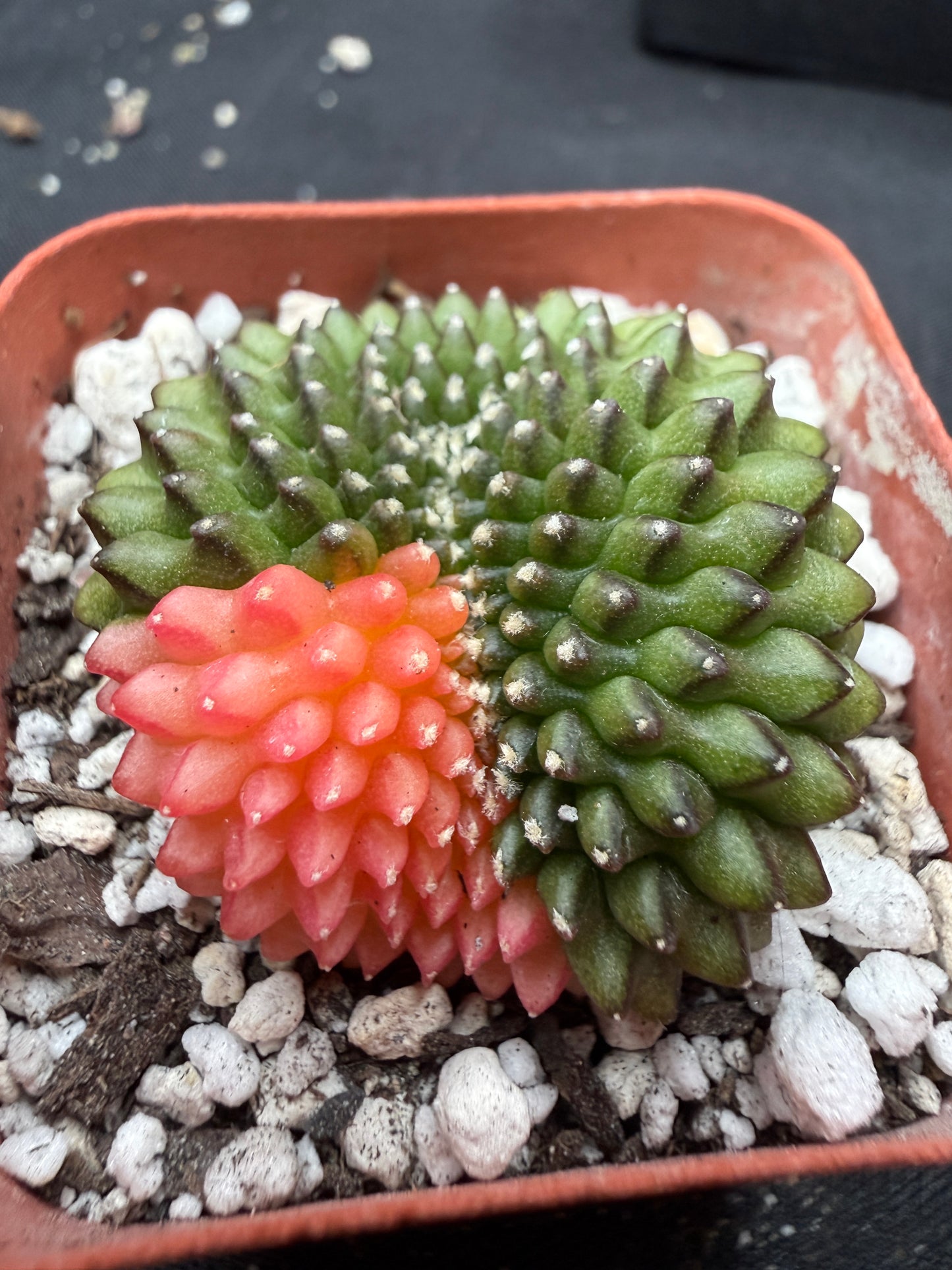 Gymnocalycium variegated inermis crest 1129