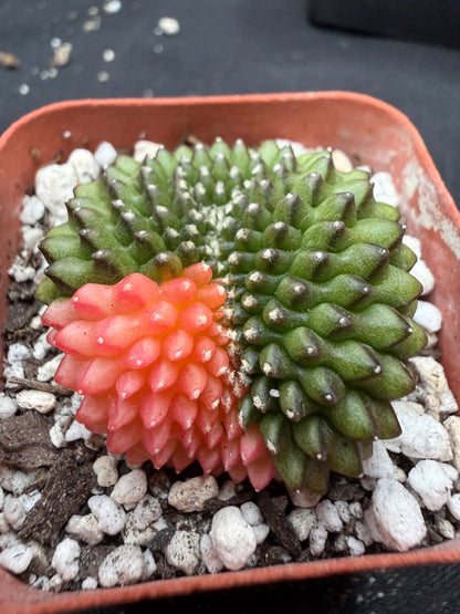 Gymnocalycium variegated inermis crest 1129