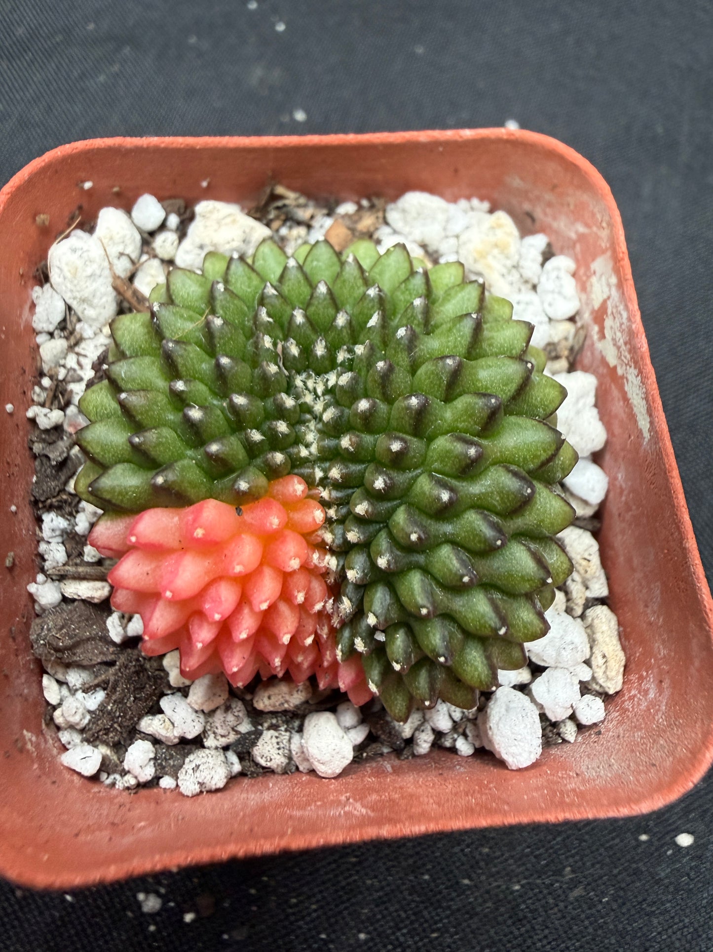 Gymnocalycium variegated inermis crest 1129