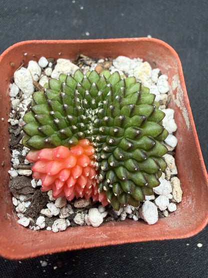 Gymnocalycium variegated inermis crest 1129