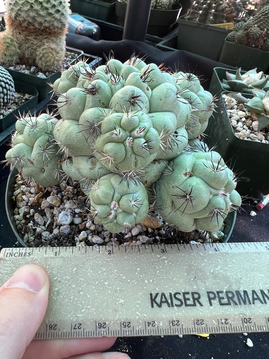 Ortegocactus macdougalii specimen in 6 inch pot