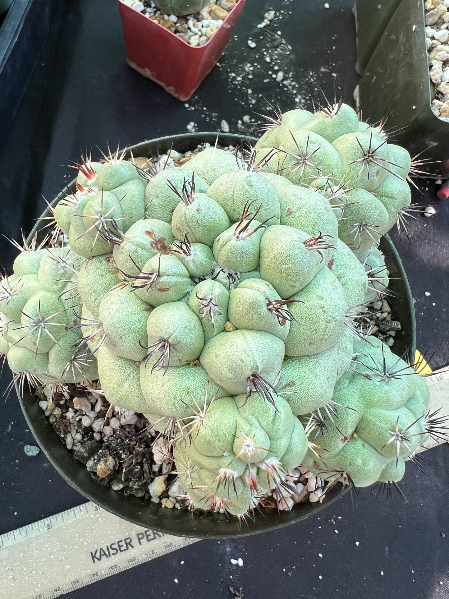 Ortegocactus macdougalii specimen in 6 inch pot