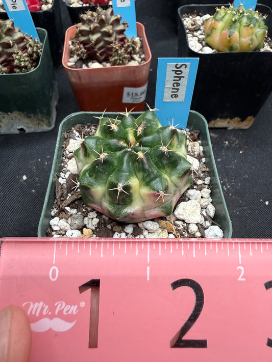 Gymnocalycium cultivar “Sphene” 1893