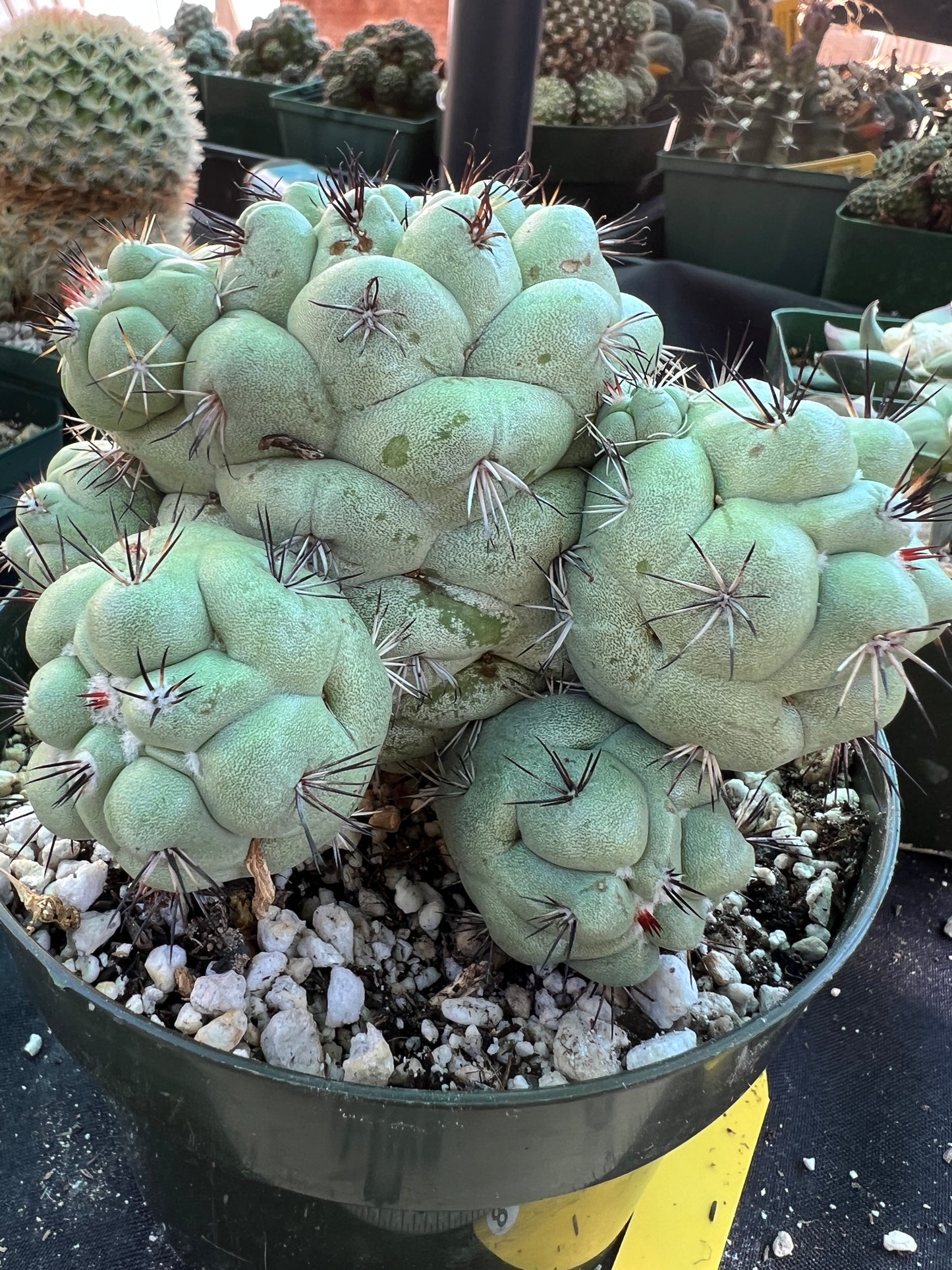 Ortegocactus macdougalii specimen in 6 inch pot