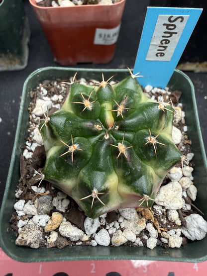 Gymnocalycium cultivar “Sphene” 1893