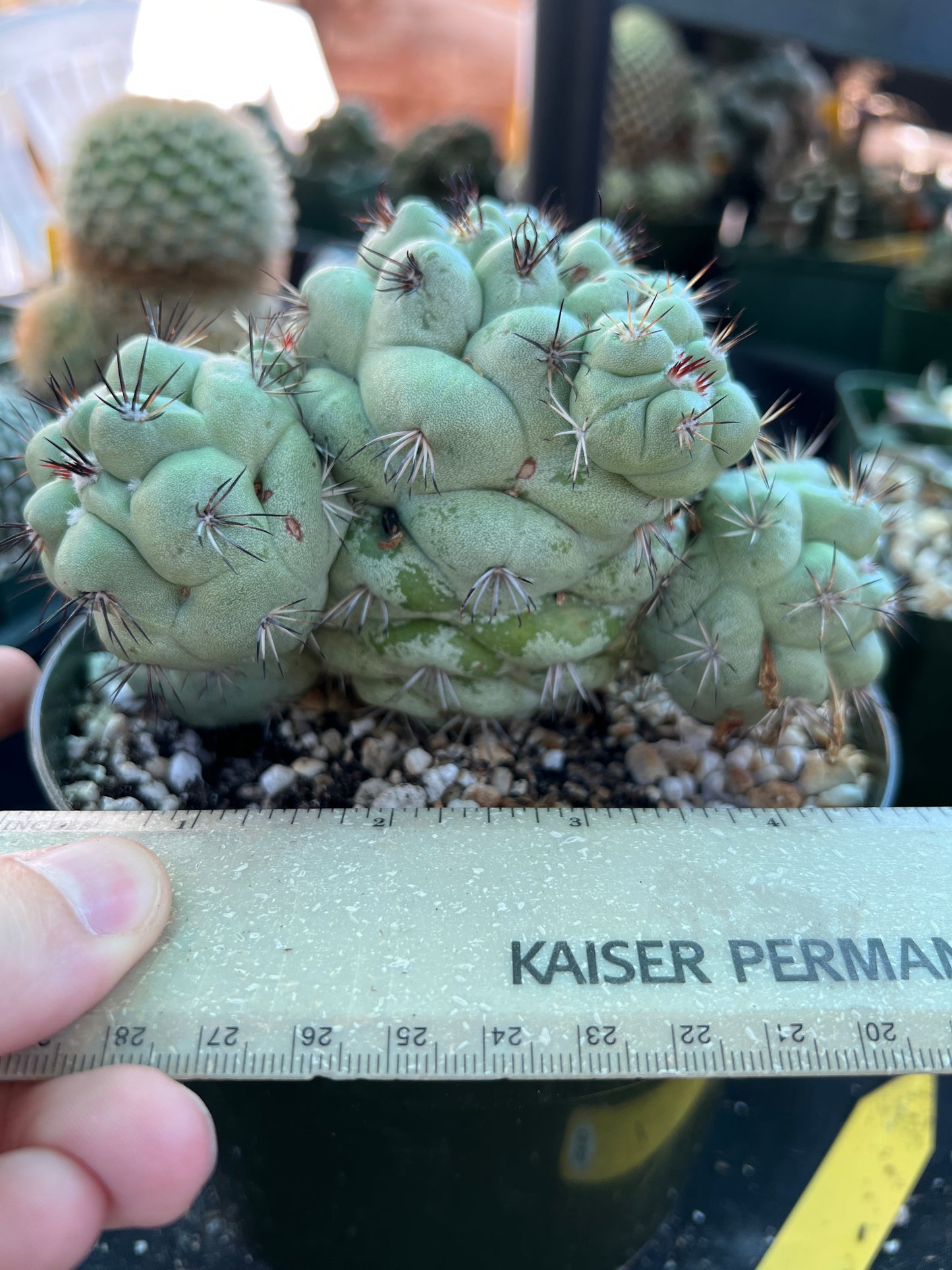 Ortegocactus macdougalii specimen in 6 inch pot