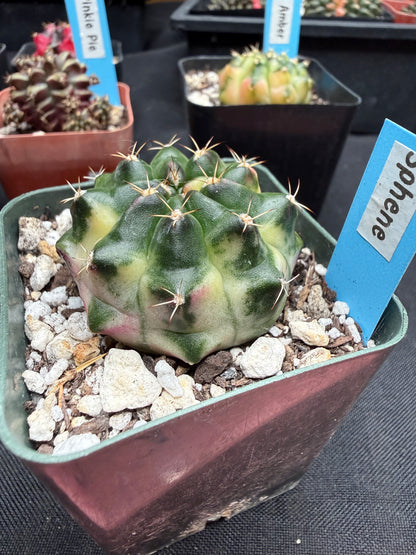 Gymnocalycium cultivar “Sphene” 1893
