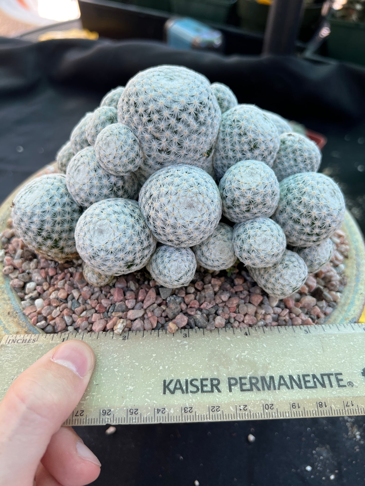 Mammillaria herrerae miniature specimen cactus very rare pupping form show winner