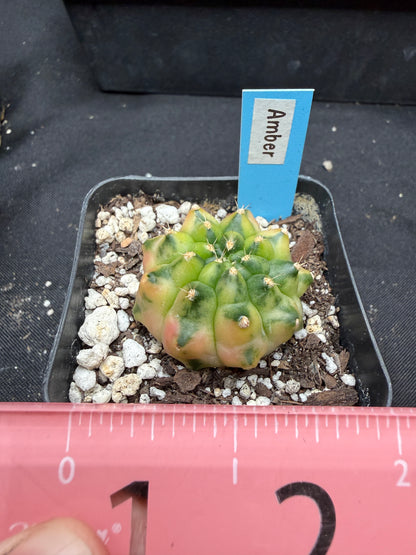 Gymnocalycium cultivar “amber” 4426