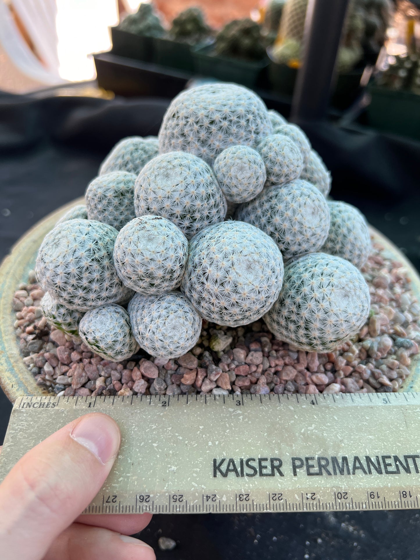 Mammillaria herrerae miniature specimen cactus very rare pupping form show winner