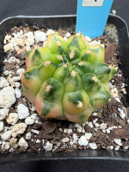 Gymnocalycium cultivar “amber” 4426
