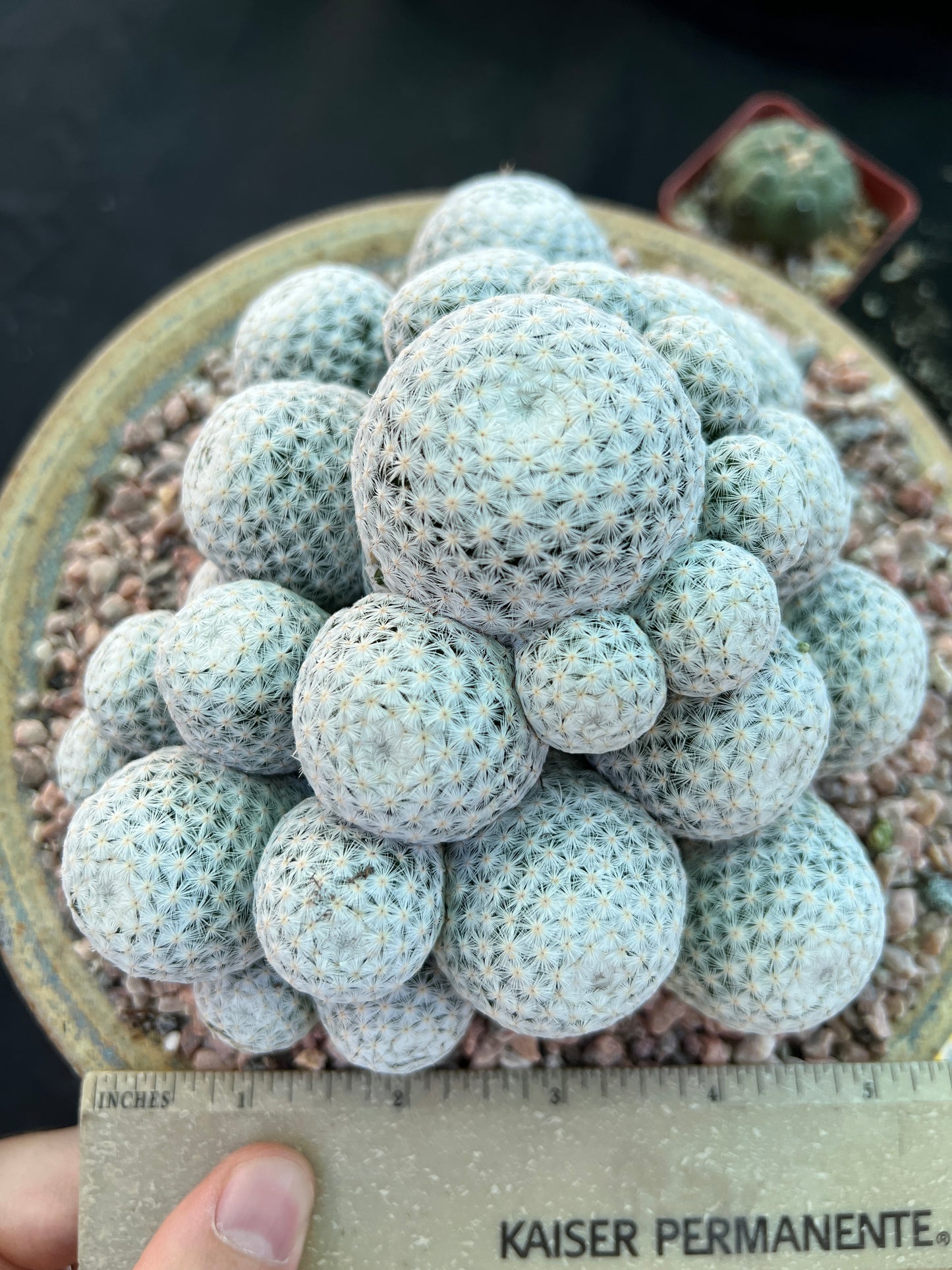 Mammillaria herrerae miniature specimen cactus very rare pupping form show winner