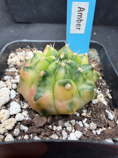 Gymnocalycium cultivar “amber” 4426