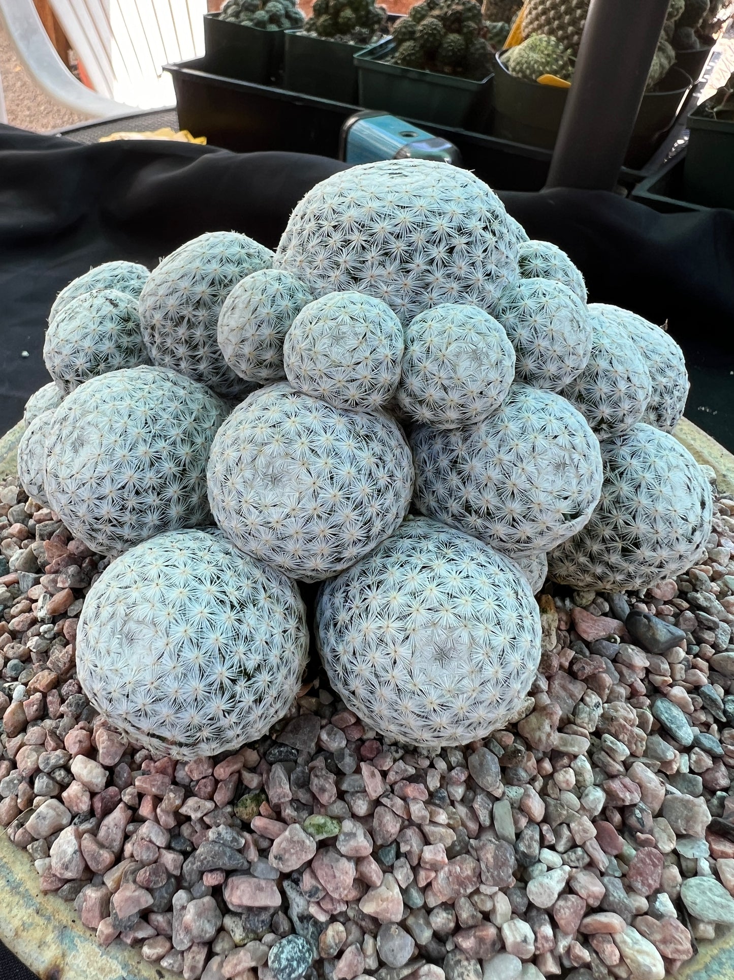 Mammillaria herrerae miniature specimen cactus very rare pupping form show winner