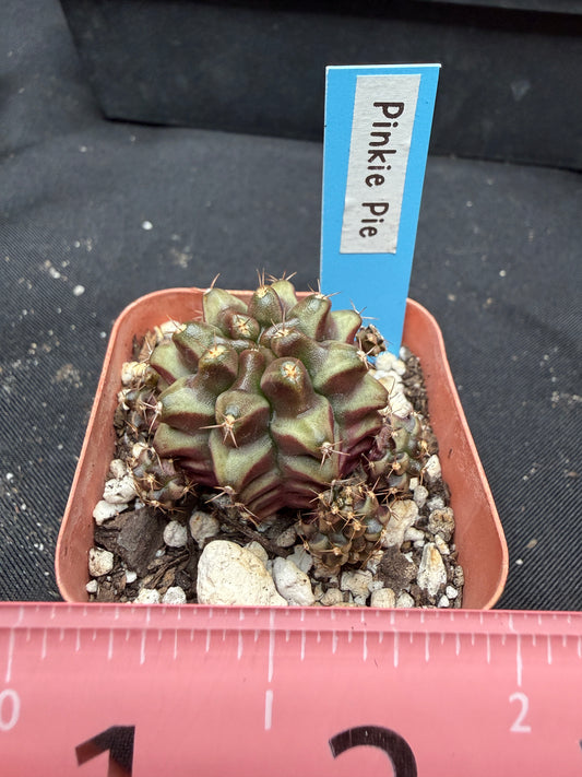 Gymnocalycium cultivar “pinkie pie” 1894