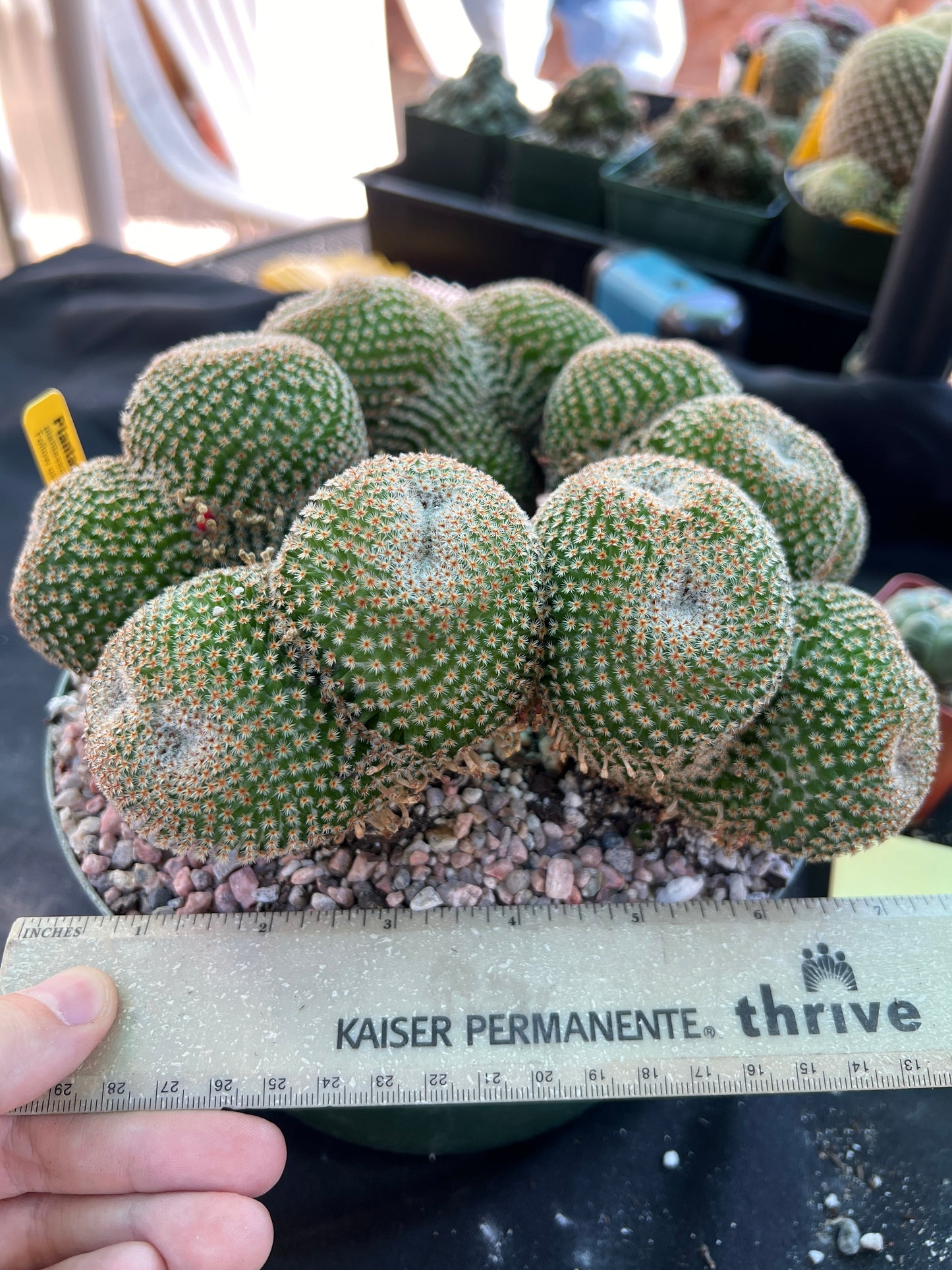 Mammillaria crucigera specimen