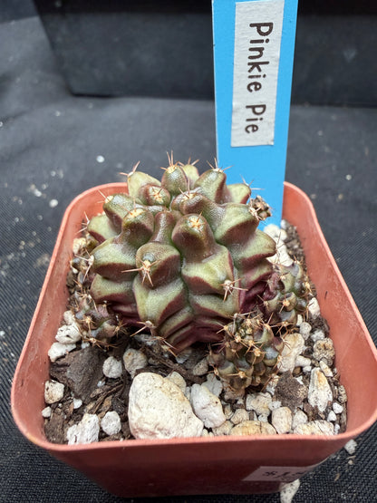 Gymnocalycium cultivar “pinkie pie” 1894