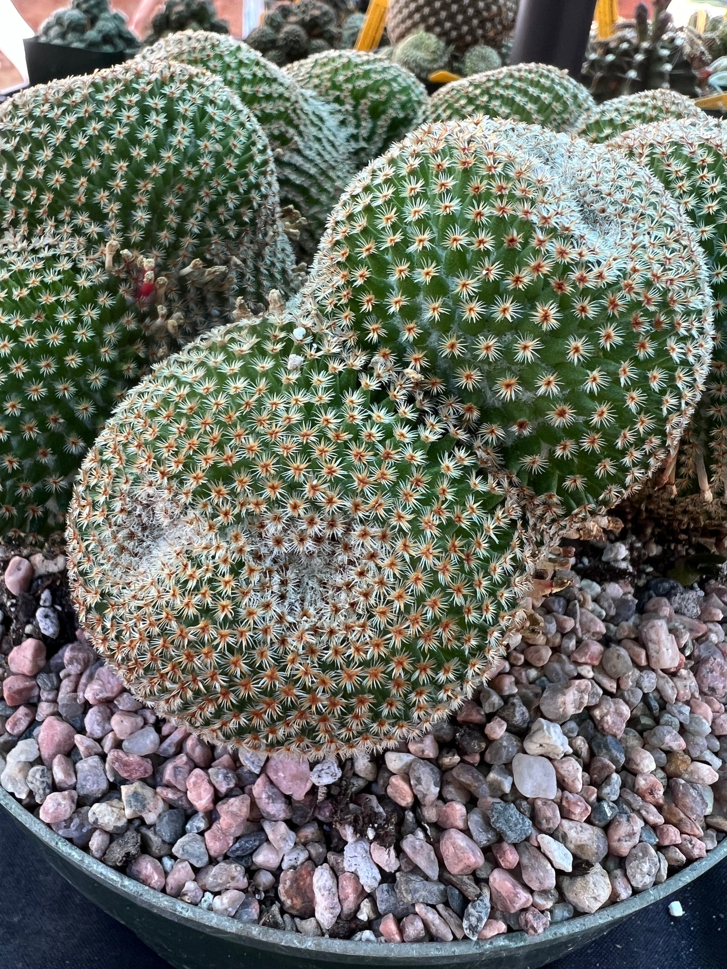 Mammillaria crucigera specimen