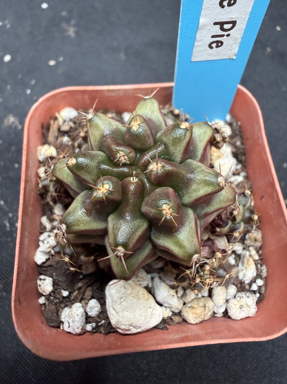Gymnocalycium cultivar “pinkie pie” 1894