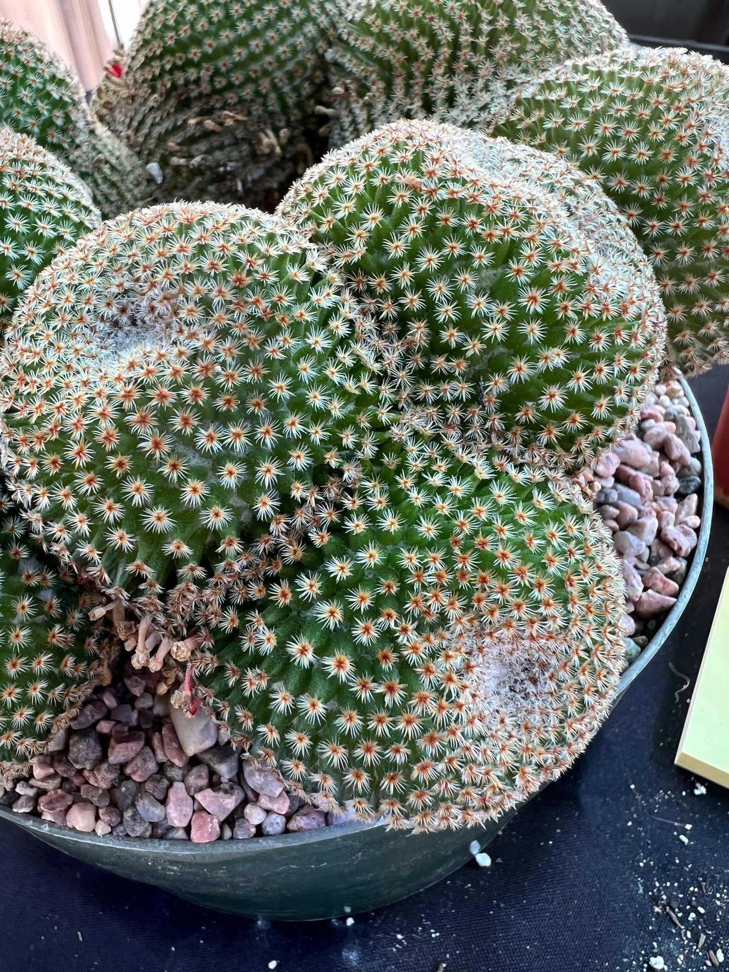 Mammillaria crucigera specimen