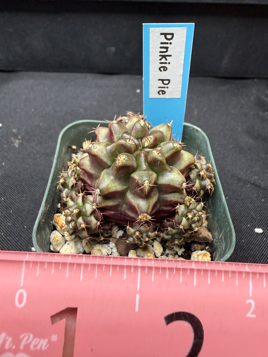 Gymnocalycium cultivar “Pinkie pie” 1113