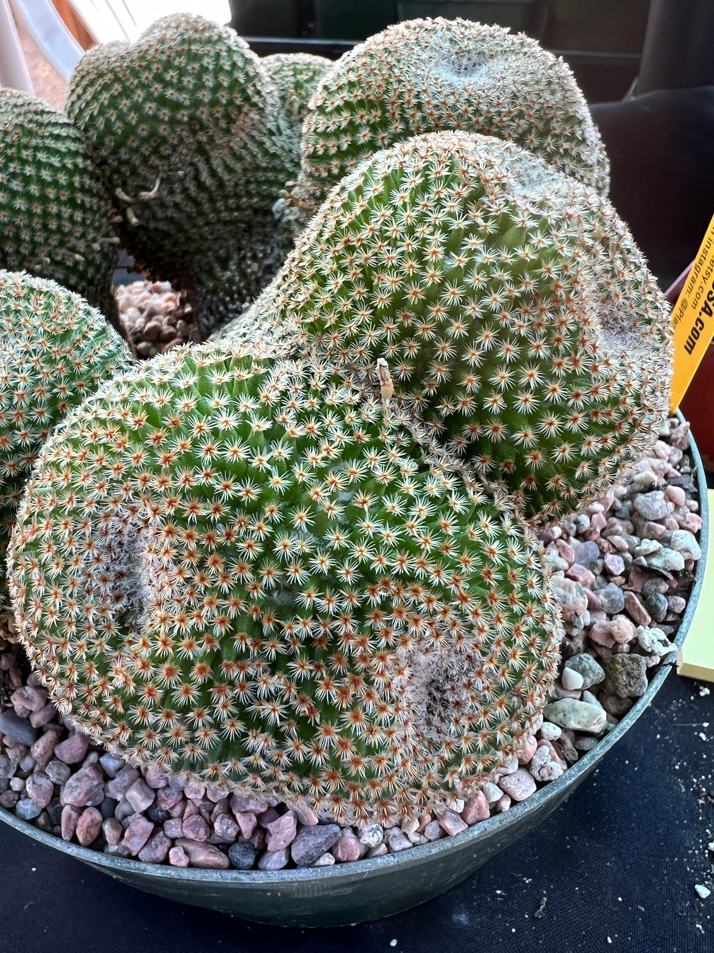 Mammillaria crucigera specimen