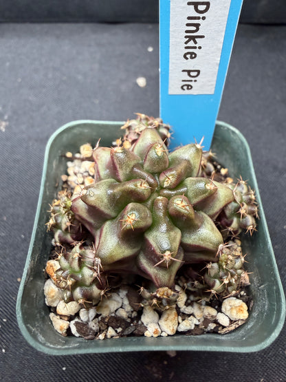 Gymnocalycium cultivar “Pinkie pie” 1113