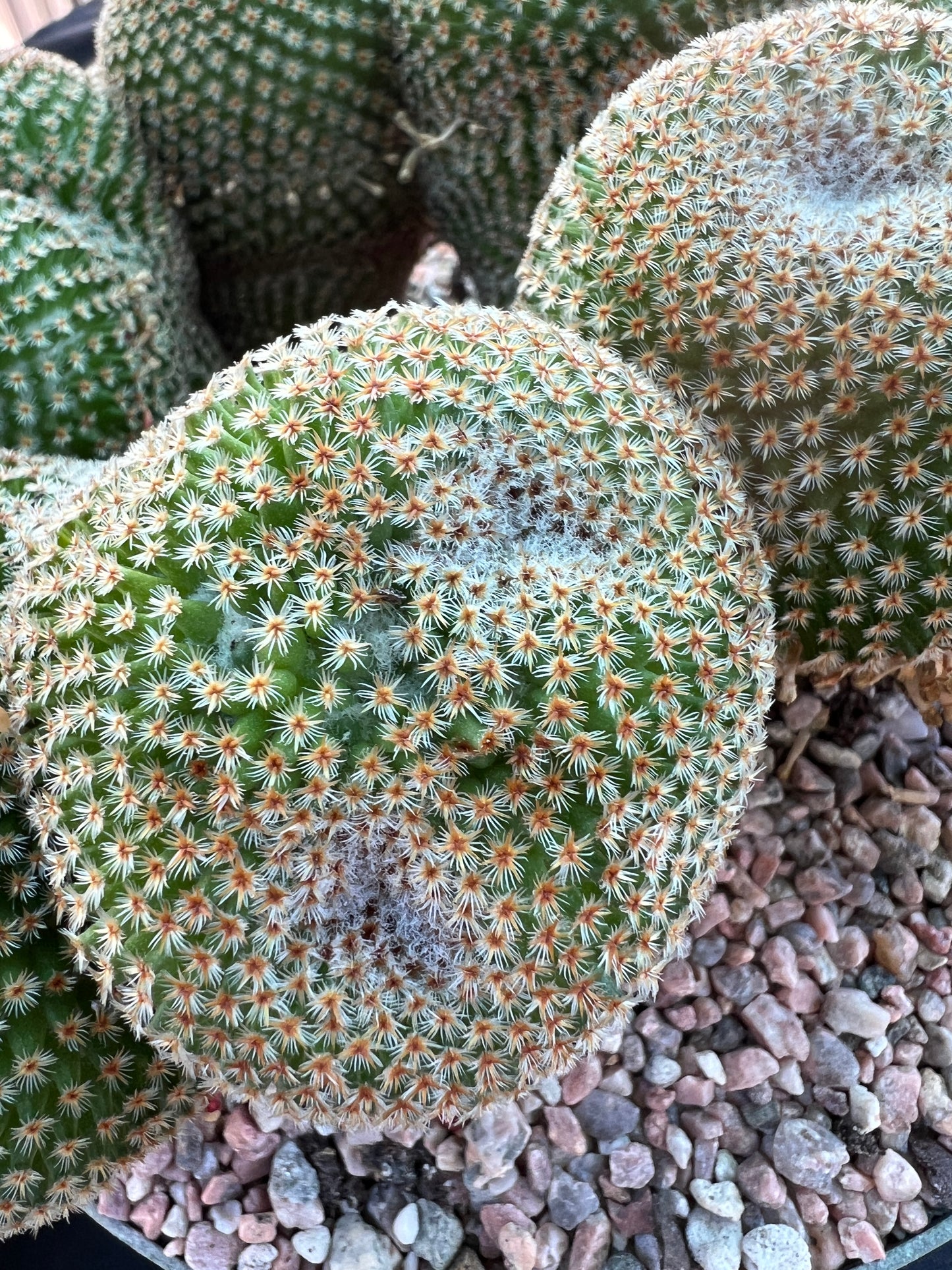 Mammillaria crucigera specimen