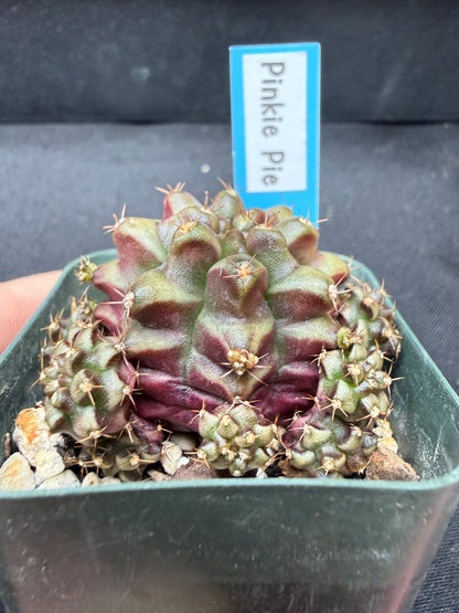 Gymnocalycium cultivar “Pinkie pie” 1113