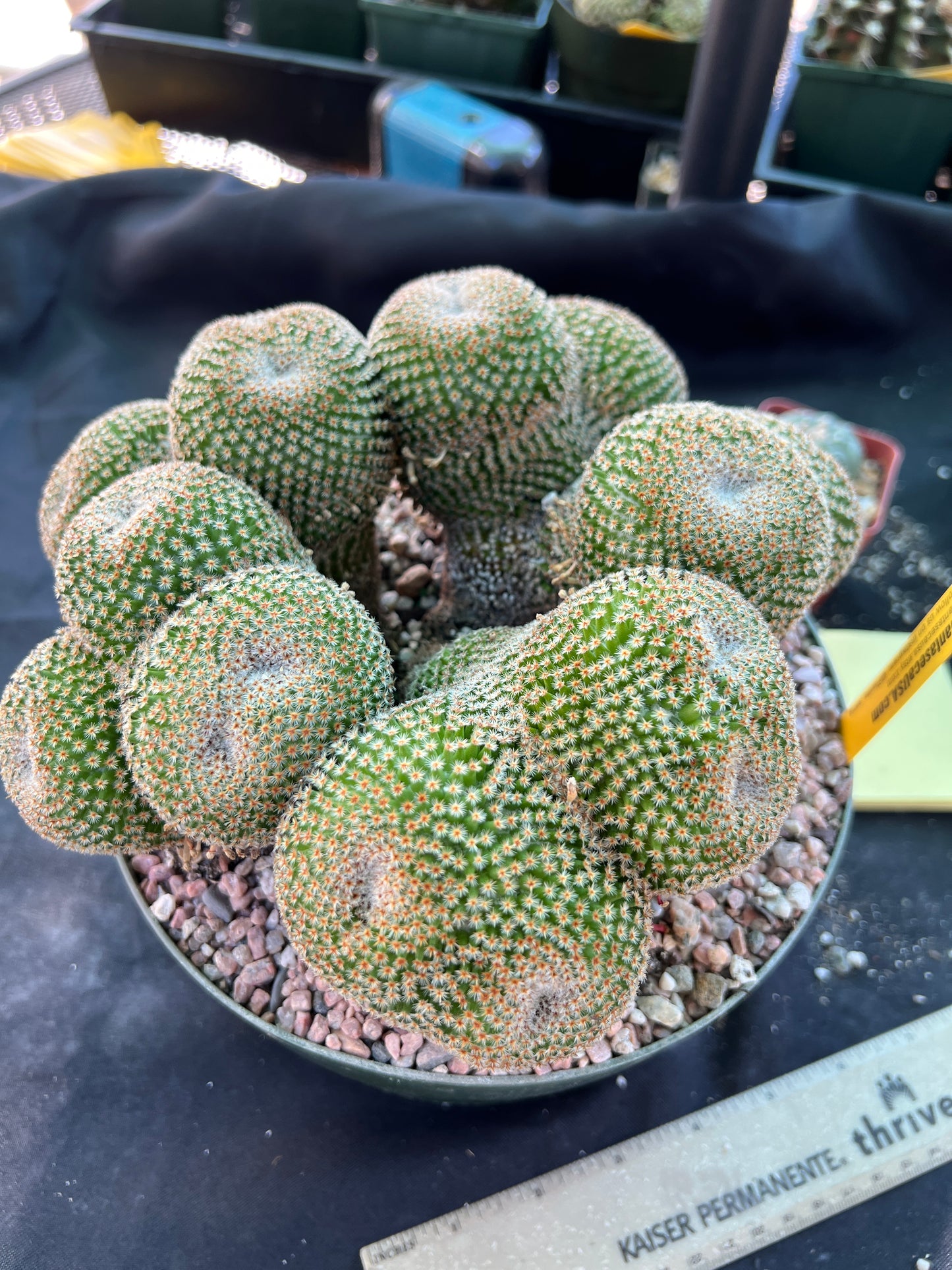 Mammillaria crucigera specimen