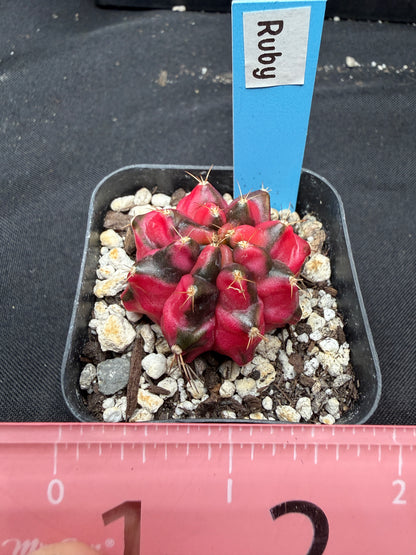 Gymnocalycium cultivar “Ruby” 1066