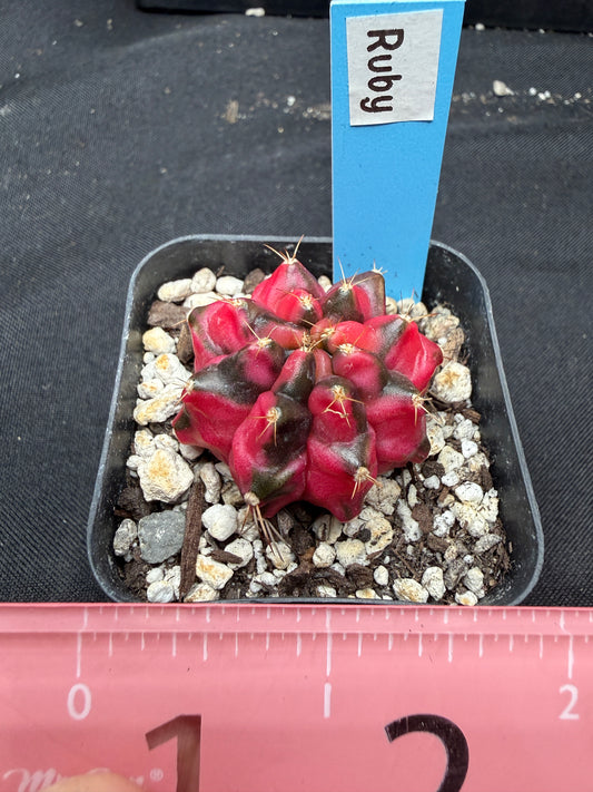 Gymnocalycium cultivar “Ruby” 1066