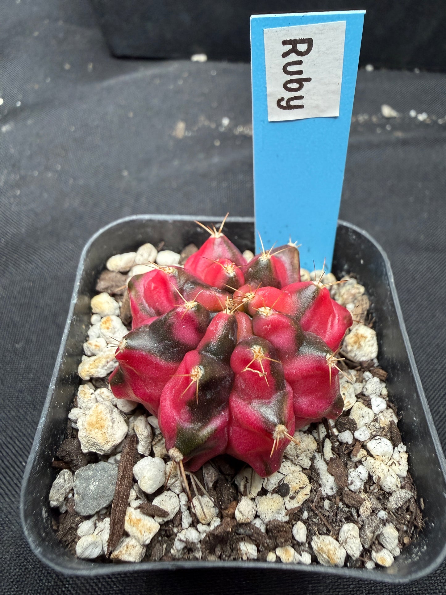 Gymnocalycium cultivar “Ruby” 1066