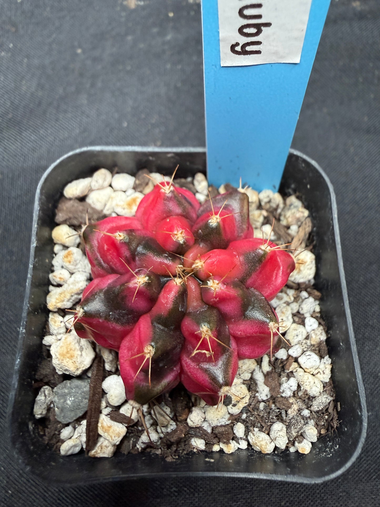 Gymnocalycium cultivar “Ruby” 1066