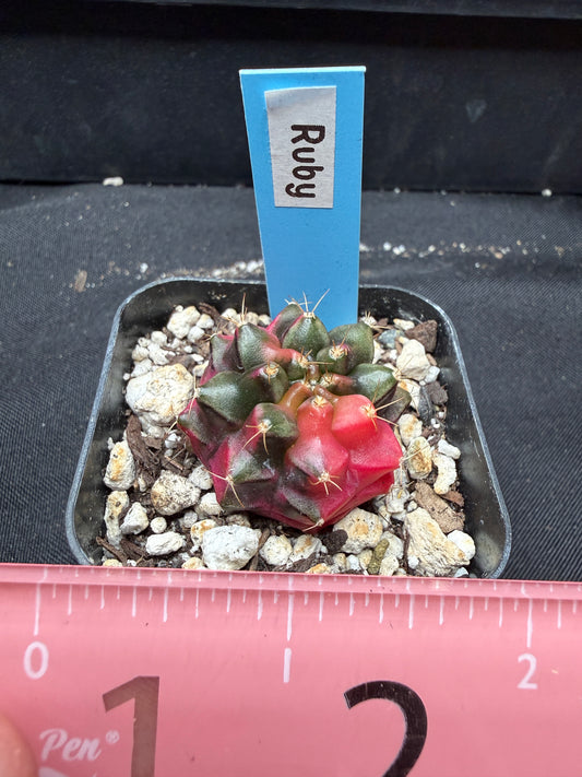 Gymnocalycium cultivar “ruby” 1065