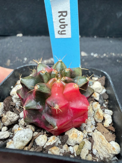 Gymnocalycium cultivar “ruby” 1065