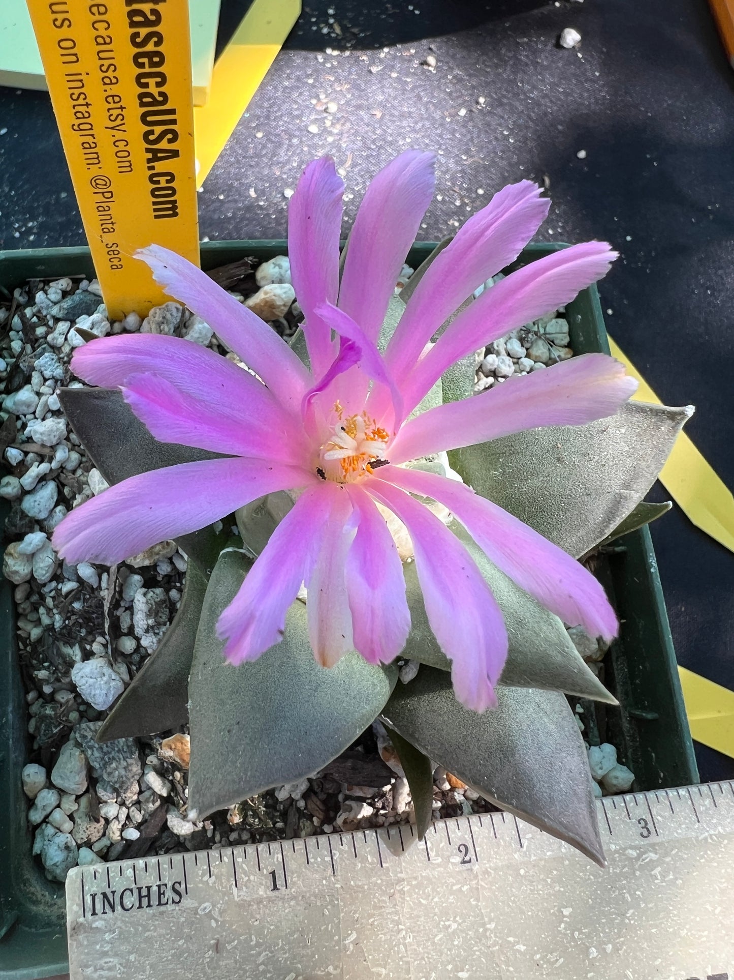 Ariocarpus retusus v. Confusus very rare plant in 4.25 inch pot