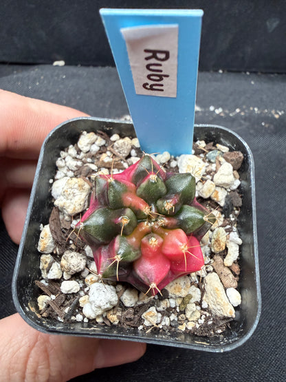 Gymnocalycium cultivar “ruby” 1065