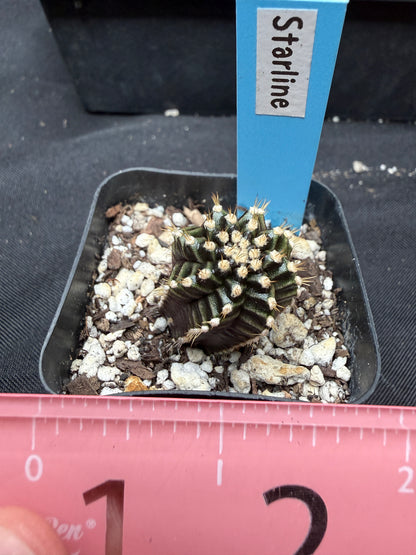 Gymnocalycium cultivar “Starline” 1117