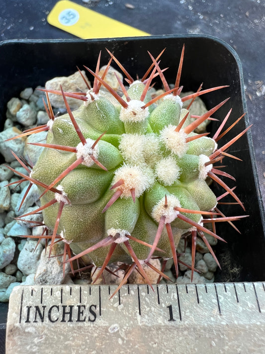 Copiapoa columna alba cactus #4