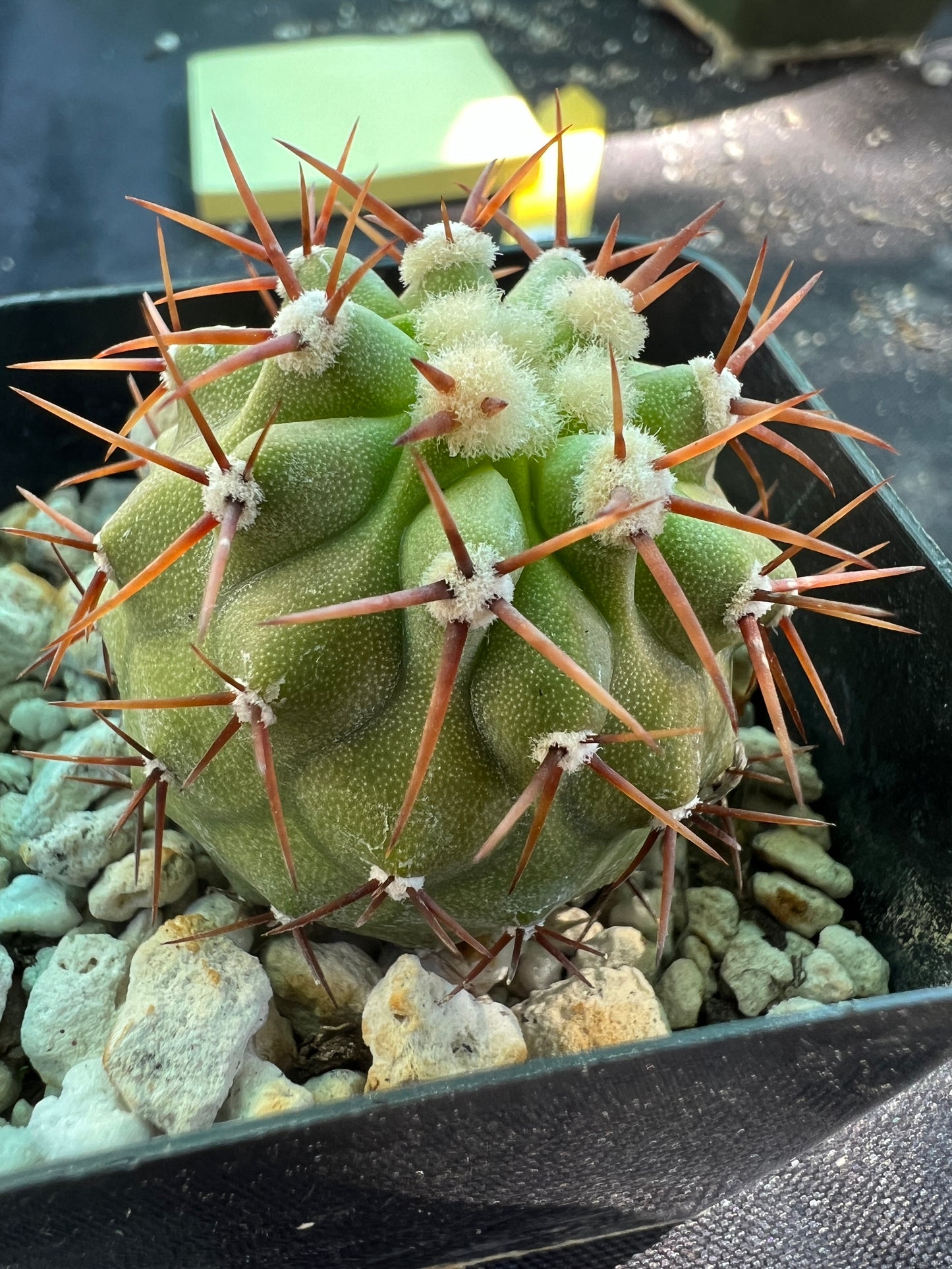 Copiapoa columna alba cactus #4