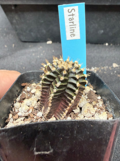 Gymnocalycium cultivar “Starline” 1117