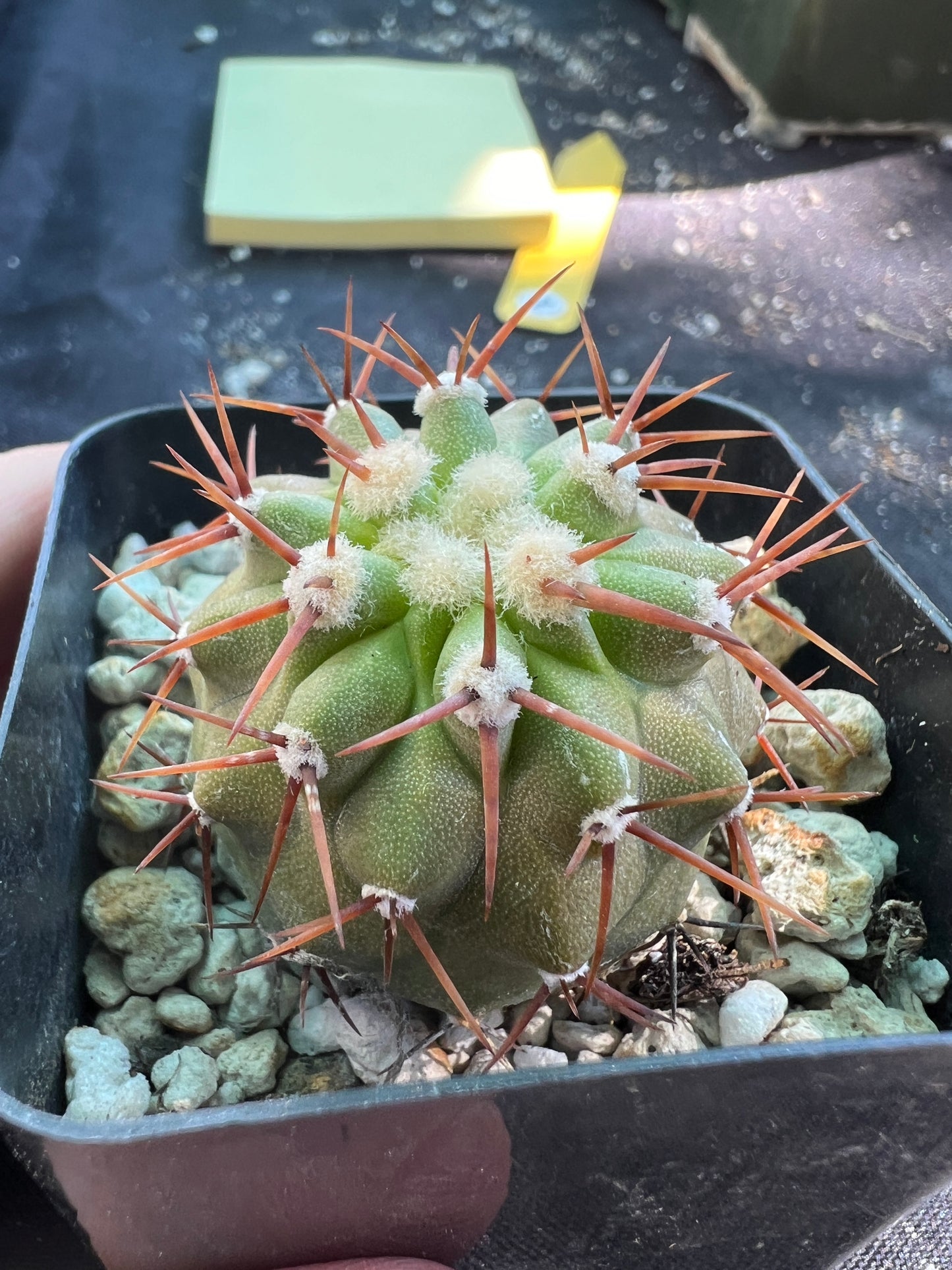 Copiapoa columna alba cactus #4