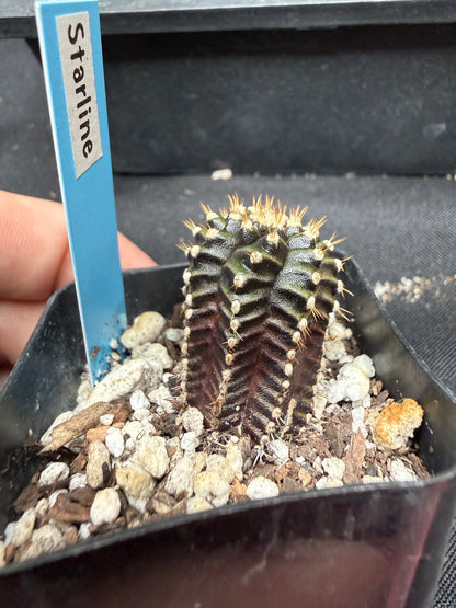 Gymnocalycium cultivar “Starline” 1117