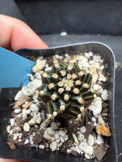 Gymnocalycium cultivar “Starline” 1117
