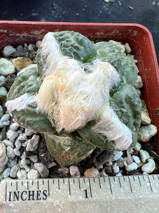 Ariocarpus lloydii intermediate form cactus