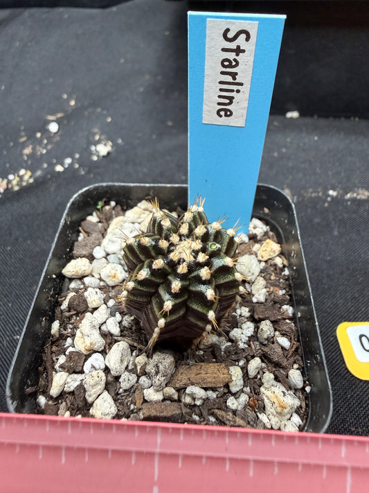 Gymnocalycium cultivar “starline” 765