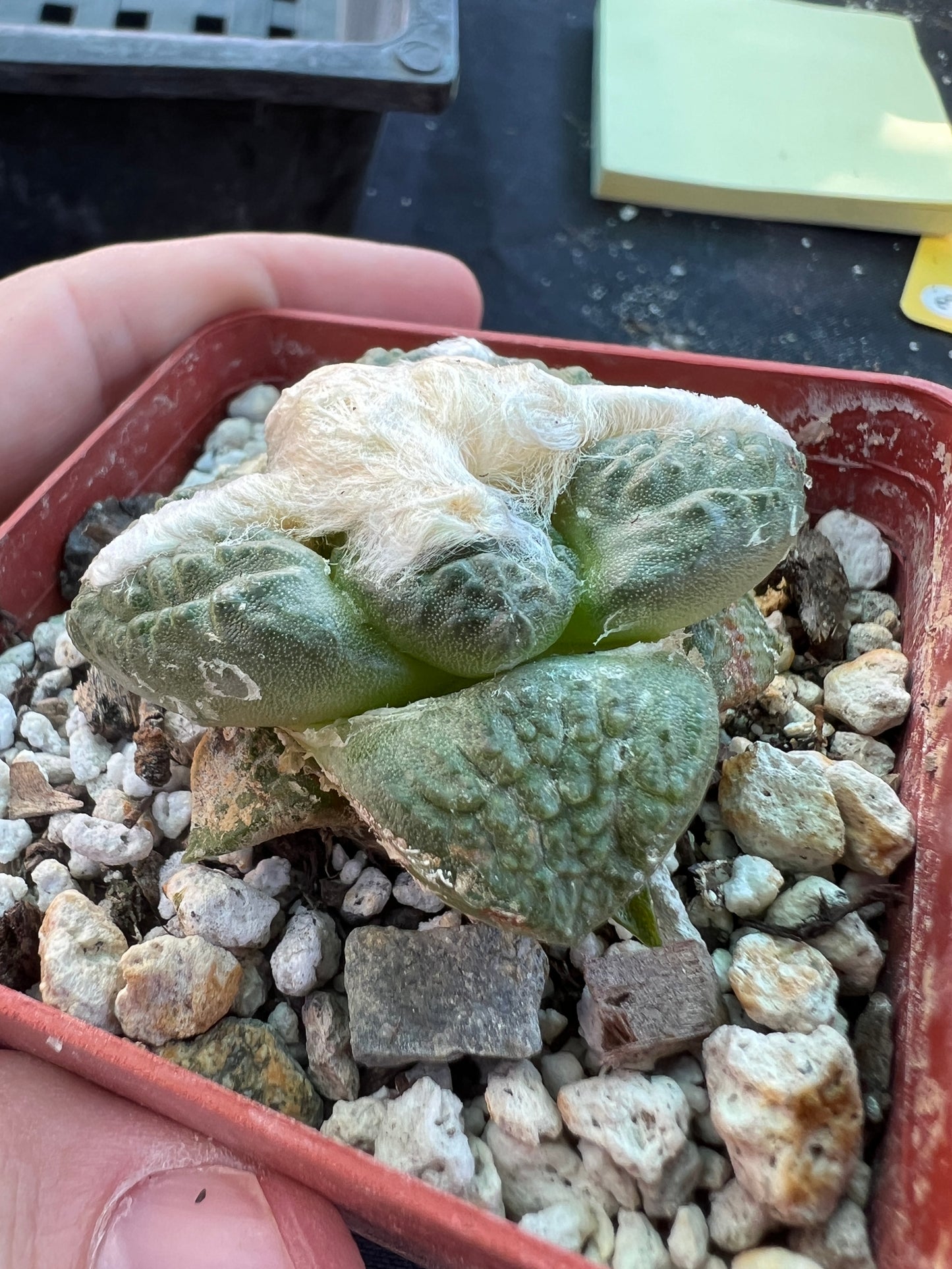 Ariocarpus lloydii intermediate form cactus