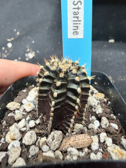 Gymnocalycium cultivar “starline” 765